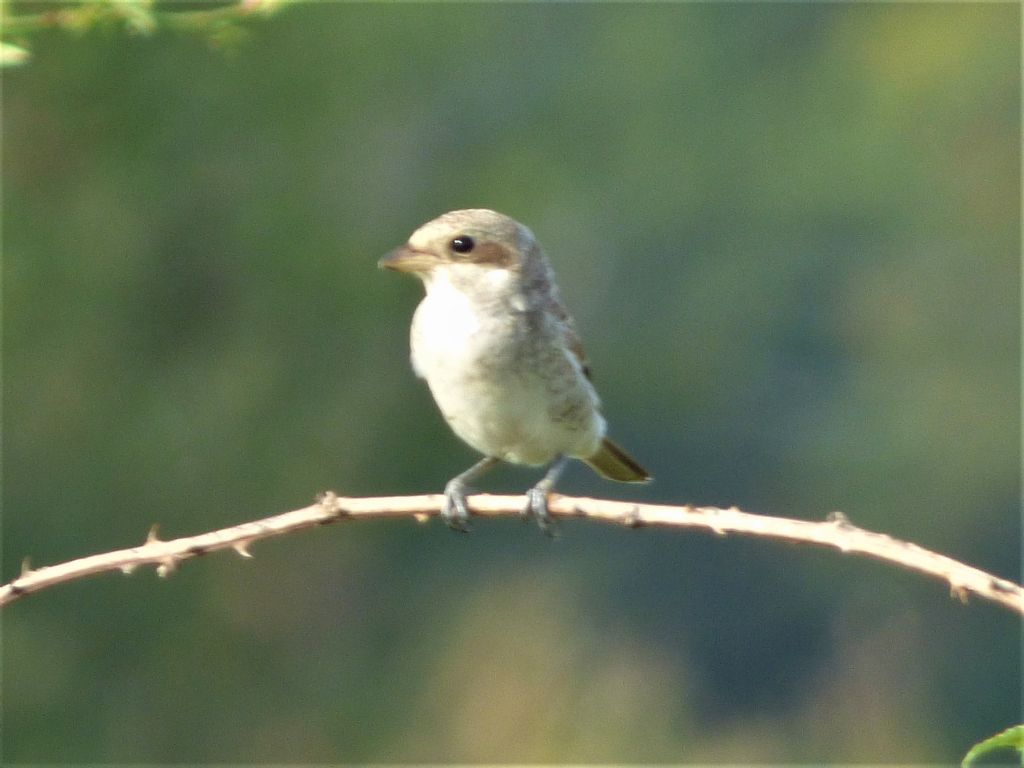 Averla piccola (Lanius collurio)